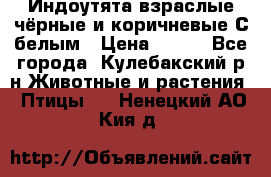 Индоутята взраслые чёрные и коричневые С белым › Цена ­ 450 - Все города, Кулебакский р-н Животные и растения » Птицы   . Ненецкий АО,Кия д.